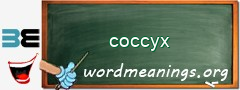 WordMeaning blackboard for coccyx